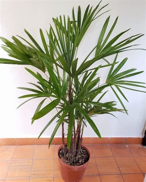 palmeira rafis - palmeira jerivá